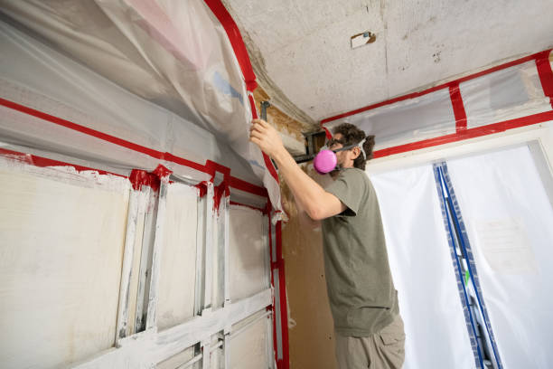 Professional Mold Removal in Nisswa, MN